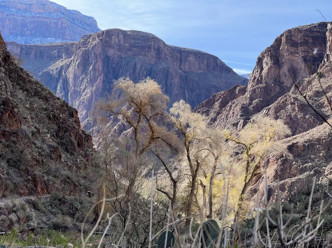 Cottonwood trees in the foreground with multiple canyon walls and rock formations behind