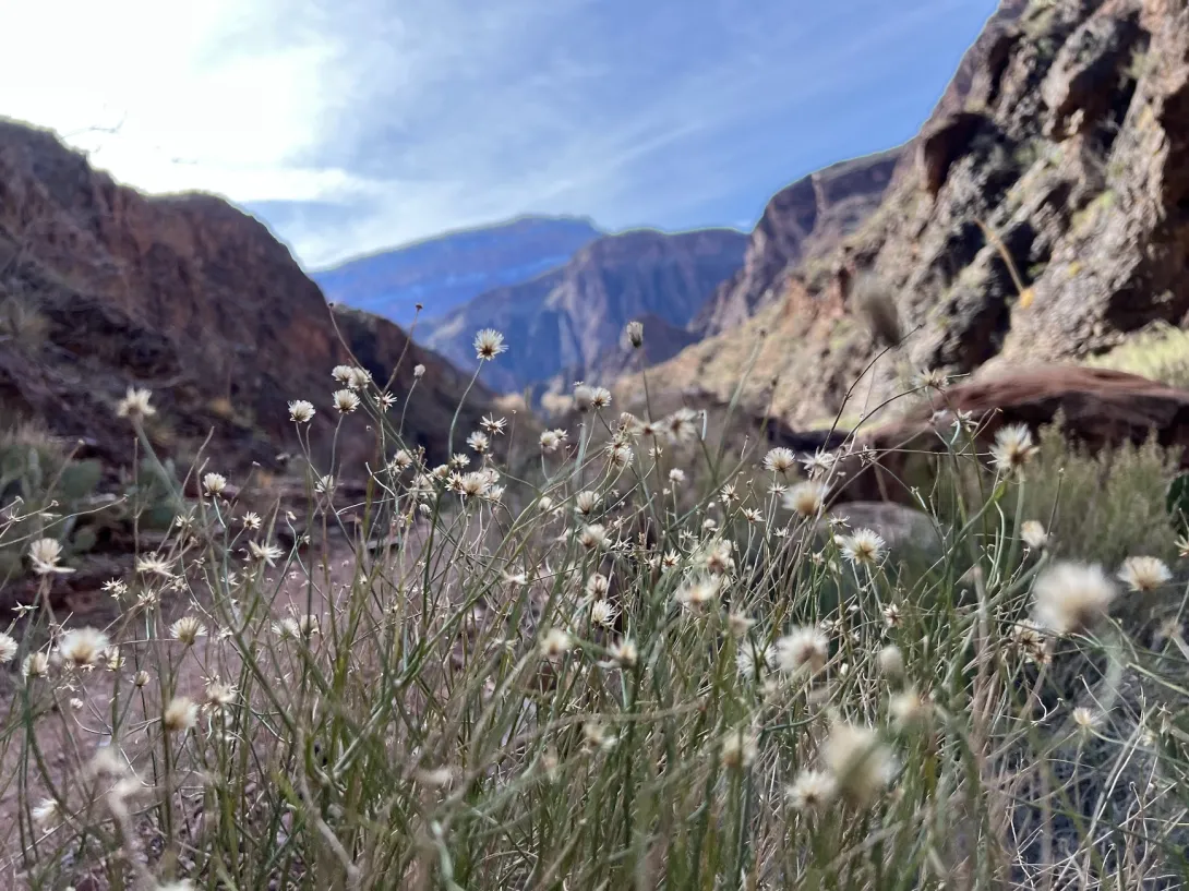 Close up of flowers in focus with canyon behind and out of focus