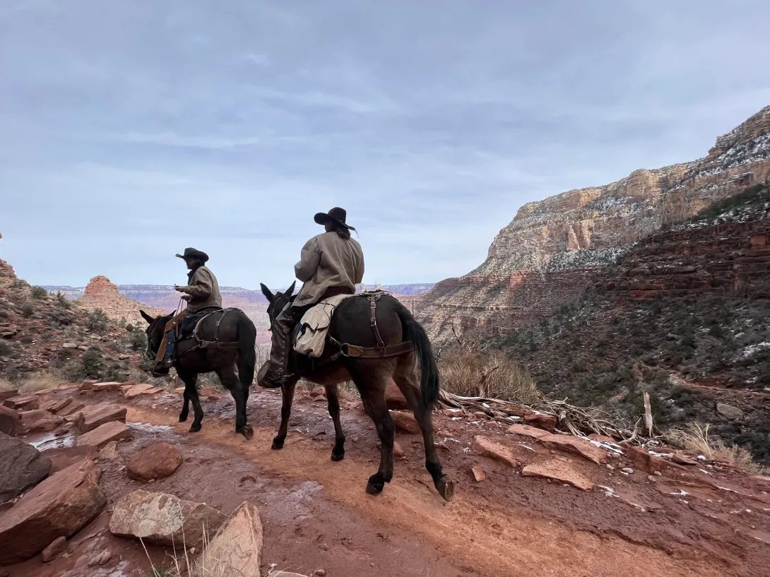 mules walking by on trail with rock formations in distance