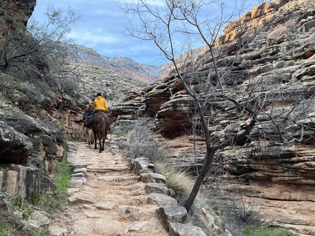 Trail with mules walking away on it. Its in a narrow canyon with weird rocks