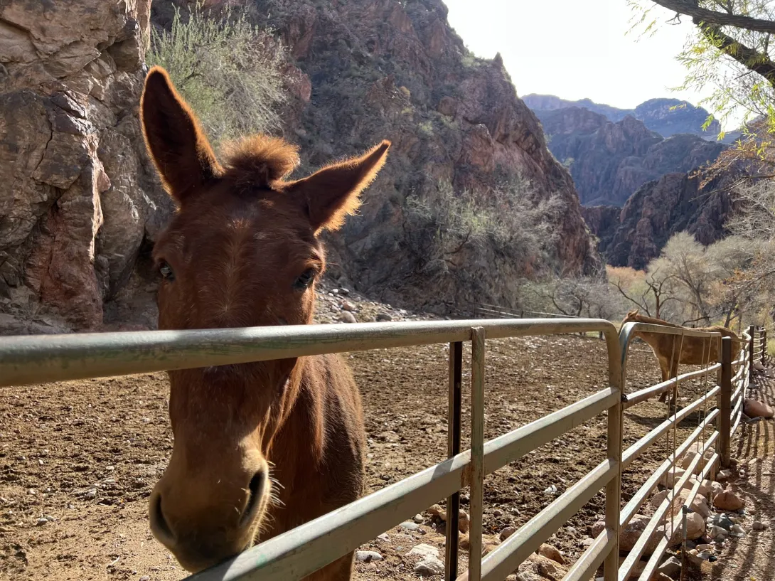Mule in a corral with rock formations behind