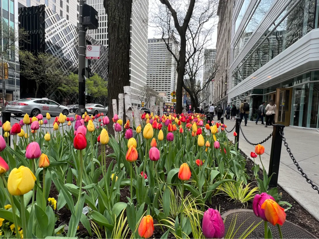 Colorful tulips in a large planter in downtown Chicago