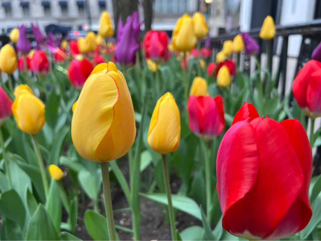 Close up view of red, yellow, and purple tulips